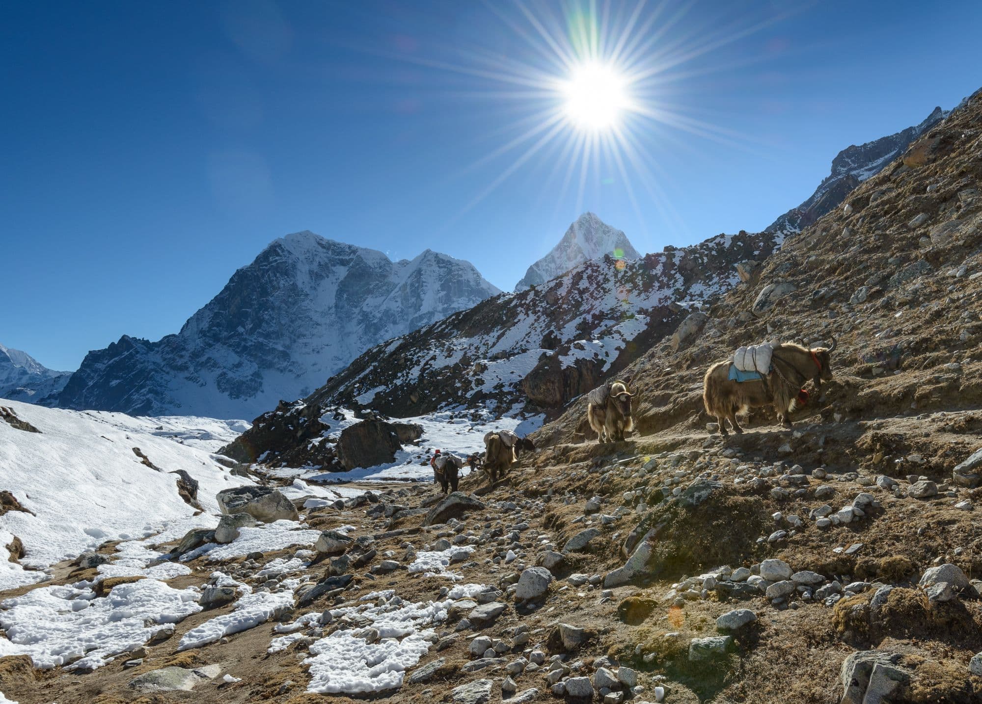 Most heavy loads in Himalaya are carried on yaks and their close relatives dzo (hybrid of yak and domestic cattle). When you meet these animals on the trail it's better to step aside (on a higher part of the trail) and wait until they will pass as they can easily penetrate people with their horns. by valcker
