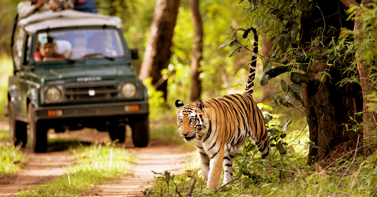 Nepal wildlife safari