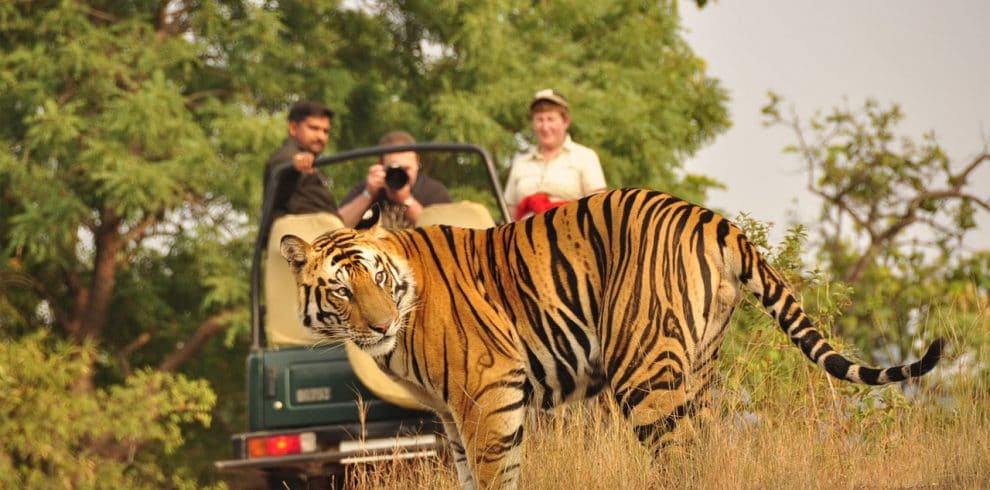 Bardia National Park Safari