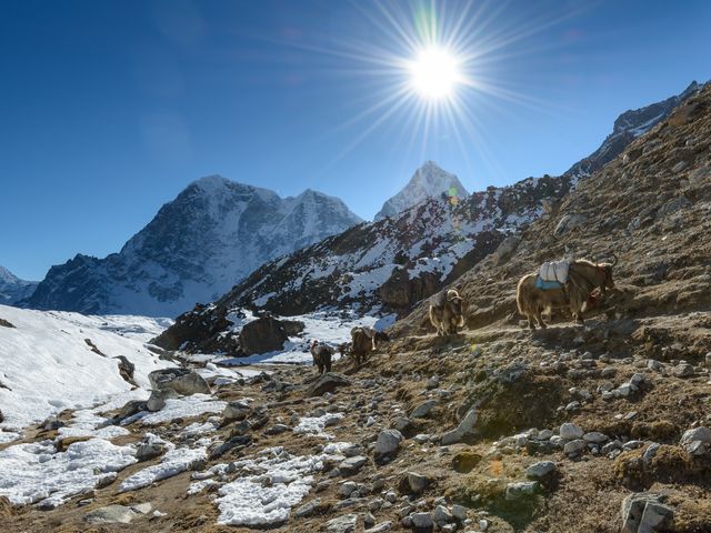 Most heavy loads in Himalaya are carried on yaks and their close relatives dzo (hybrid of yak and domestic cattle). When you meet these animals on the trail it's better to step aside (on a higher part of the trail) and wait until they will pass as they can easily penetrate people with their horns. by valcker